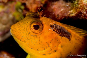African Blenny & Parasite by Marco Gargiulo 